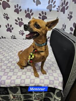 Chihuahua Dogs Available for Adoption in Metairie, Louisiana - Menteur | PetCurious