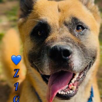 Akita Dogs Available for Adoption in Shasta Lake, California - Ziggy | PetCurious