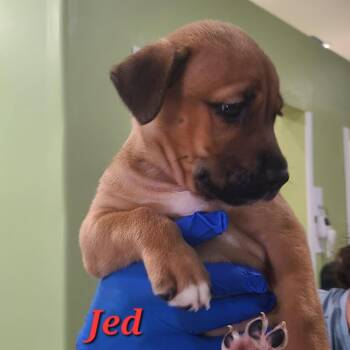 Mixed Breed Dogs Available for Adoption in Pinellas Park, Florida - Leo (Jed) | PetCurious