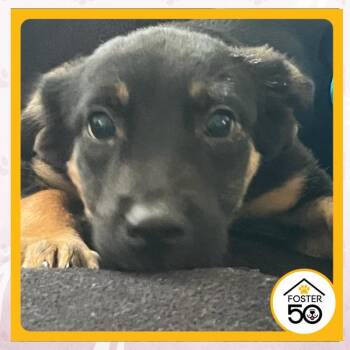 Antonee Robinson -  Mixed Breed Dog for Adoption in Toms River, New Jersey - Antonee Robinson | PetCurious