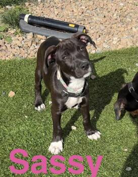 Sassy & Squirt -  Labrador Retriever Dog for Adoption in Kutztown, Pennsylvania - Sassy & Squirt | PetCurious
