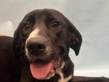 Julie -  Great Pyrenees and Mixed Breed Dog for Adoption in Golden Valley, Minnesota - Julie | PetCurious