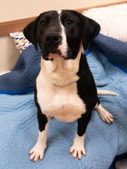 Hound Dogs Available for Adoption - Michelangelo | PetCurious