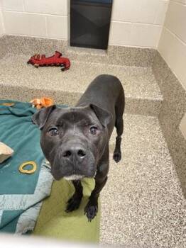 Shadow -  Pit Bull Terrier and Labrador Retriever Dog for Adoption in Westland, Michigan - Shadow | PetCurious