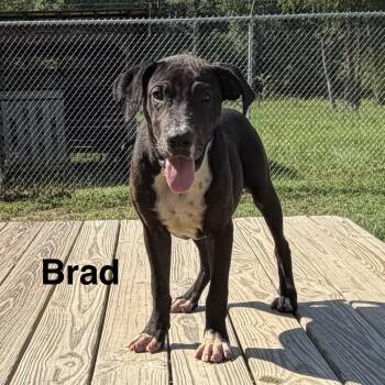 Brad -  Labrador Retriever Dog for Adoption in Brewton, Alabama - Brad | PetCurious