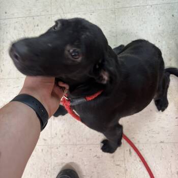 Lily -  Black Labrador Retriever Dog for Adoption in Sylvania, Georgia - Lily | PetCurious