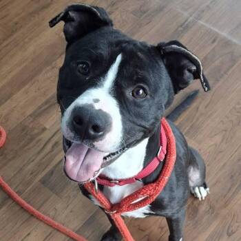 Terrier Dogs Available for Adoption in North Syracuse, New York - Victor | PetCurious