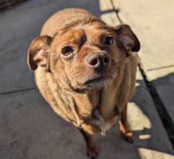 Red -  Chug Dog for Adoption - Red | PetCurious