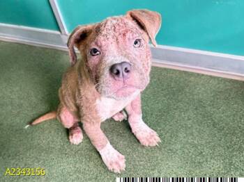 PRECIOUS -  Mixed Breed Dog for Adoption in West Palm Beach, Florida - PRECIOUS | PetCurious