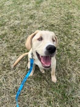 Sunny -  Labrador Retriever and Mixed Breed Dog for Adoption in Kansas City, Missouri - Sunny | PetCurious