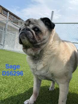 Sage -  Pug Dog for Adoption in Clarksville, Tennessee - Sage | PetCurious