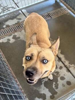 SNOW -  German Shepherd Dog and Siberian Husky Dog for Adoption in Woodland, California - SNOW | PetCurious