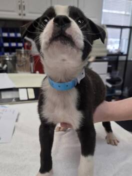 Rescue Border Collie Dogs for Adoption in Parma, Ohio - Sneezy | PetCurious