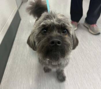 Pippin -  Maltese Dog for Adoption in Fort Collins, Colorado - Pippin | PetCurious