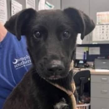 Bernie -  Black Labrador Retriever and Mixed Breed Dog for Adoption - Bernie | PetCurious