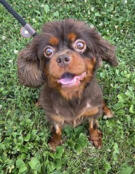 Kisses -  Cavalier King Charles Spaniel Dog for Adoption in Malvern, Pennsylvania - Kisses | PetCurious