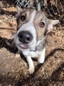 Shepherd Dogs Available for Adoption - Daisy | PetCurious