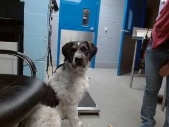 Presa Canario and Poodle Dogs Available for Adoption - COWBOY | PetCurious