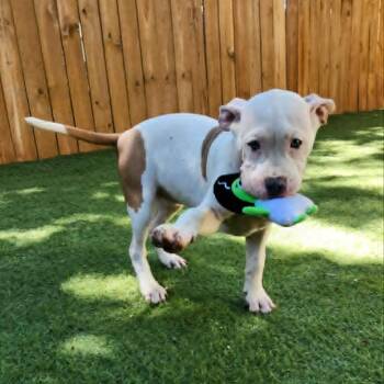 American Bulldog and American Staffordshire Terrier Dogs Available for Adoption in Austin, Texas - Journey JuM | PetCurious