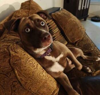Bailey -  American Staffordshire Terrier and Labrador Retriever Dog for Adoption in Inez, Texas - Bailey | PetCurious