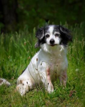 Papillon Dogs Available for Adoption in Bridgeport, Connecticut - Victoria | PetCurious