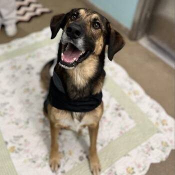 Rescue Shepherd Dogs for Adoption in Corpus Christi, Texas - Chad | PetCurious