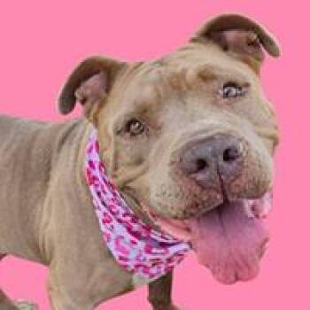 Chimichanga - URGENT -  Pit Bull Terrier Dog for Adoption in Thousand Oaks, California - Chimichanga - URGENT | PetCurious
