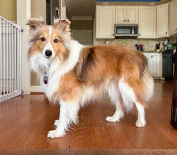 Shetland Sheepdog Sheltie Dogs Available for Adoption in Abingdon, Maryland - Champ | PetCurious