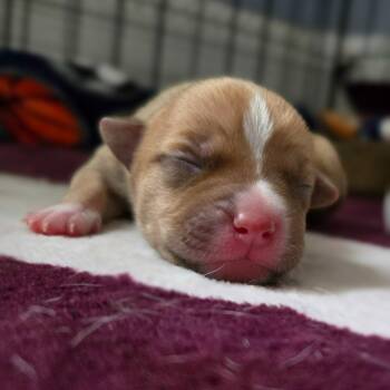 CT Manicotti -  Chihuahua and Mixed Breed Dog for Adoption in Eastford, Connecticut - CT Manicotti | PetCurious