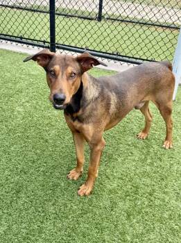 OTIS -  Mixed Breed Dog for Adoption in Dallas, Texas - OTIS | PetCurious