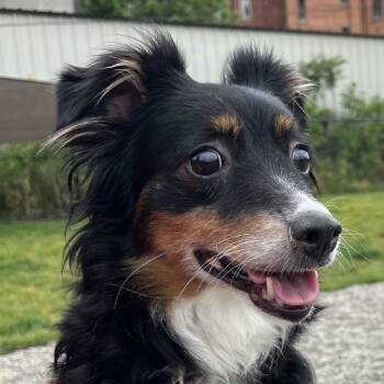 Penny -  Australian Shepherd Dog for Adoption in Fort Wayne, Indiana - Penny | PetCurious