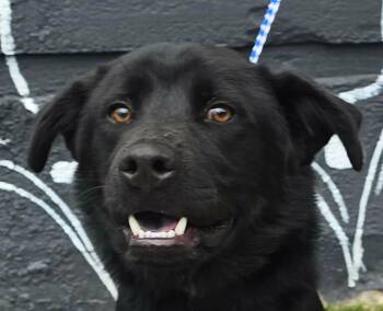 Hawthorne -  Afghan Hound Dog for Adoption in Newport, Tennessee - Hawthorne | PetCurious