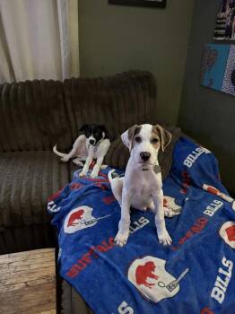 Hendricks -  Mixed Breed Dog for Adoption - Hendricks | PetCurious