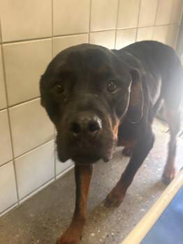 King -  Rottweiler Dog for Adoption in Rock Springs, Wyoming - King | PetCurious