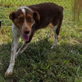 Rescue Australian Shepherd Dogs for Adoption in Lebanon, Tennessee - Betty | PetCurious