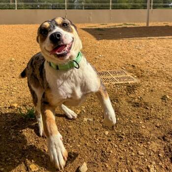Maple -  Mixed Breed Dog for Adoption in Bentonville, Arkansas - Maple | PetCurious