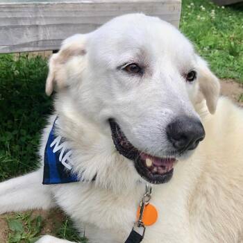 Katara -  Great Pyrenees Dog for Adoption - Katara | PetCurious