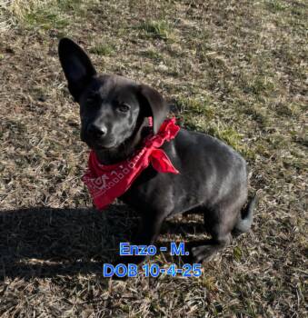 Shar Pei and Labrador Retriever Dogs Available for Adoption in Nucla, Colorado - Enzo | PetCurious