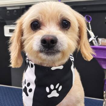Callaghan -  Maltese and Mixed Breed Dog for Adoption in Houston, Texas - Callaghan | PetCurious