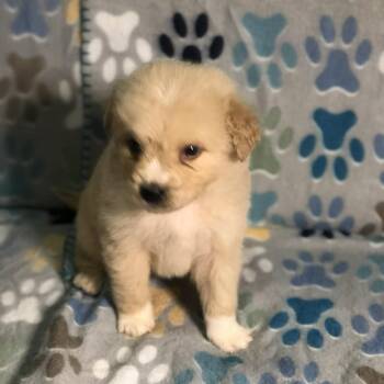 Golden Retriever and Australian Shepherd Dogs Available for Adoption - Kai | PetCurious