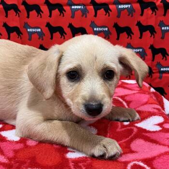Cactus -  Dachshund and Chihuahua Dog for Adoption in Washburn, Missouri - Cactus | PetCurious