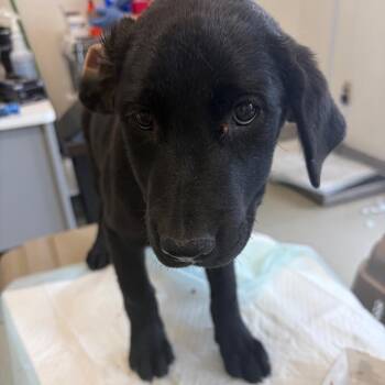 Lulu Bang -  Catahoula Leopard Dog and Mixed Breed Dog for Adoption in Nashville, Tennessee - Lulu Bang | PetCurious