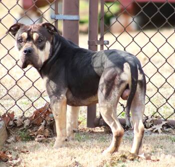 Pit Bull Terrier Dogs Available for Adoption - KNOX | PetCurious