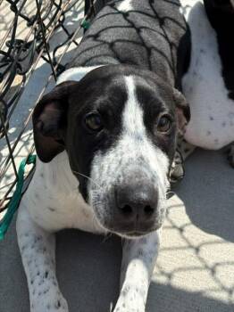 WINONA -  Pit Bull Terrier and Mixed Breed Dog for Adoption in Tulsa, Oklahoma - WINONA | PetCurious