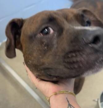 Meatball -  American Bulldog and Mixed Breed Dog for Adoption in Palm Coast, Florida - Meatball | PetCurious