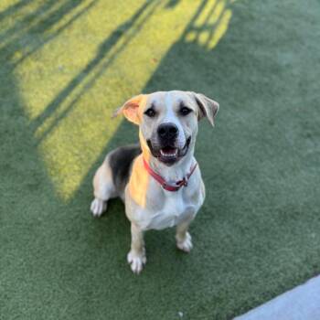 Shepherd Dogs Available for Adoption in Hannibal, Missouri - Abba | PetCurious