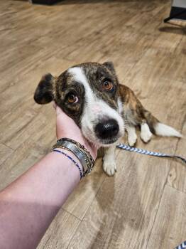 Sadie -  Corgi and Australian Shepherd Dog for Adoption in Covington, Tennessee - Sadie | PetCurious