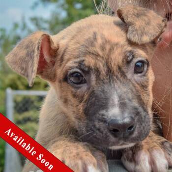 Lacey -  Husky and Labrador Retriever Dog for Adoption in Huntley, Illinois - Lacey | PetCurious