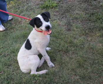 Rescue Mixed Breed and Labrador Retriever Dogs for Adoption in Pflugerville, Texas - Coko | PetCurious