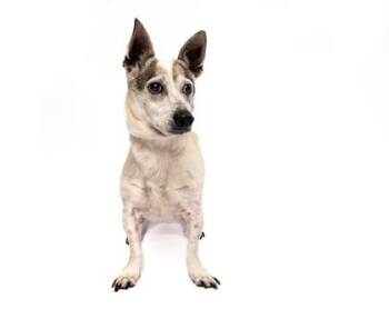 Cowboy Greg -  Terrier and Mixed Breed Dog Available for Adoption in Fort Worth, Texas - Cowboy Greg | PetCurious